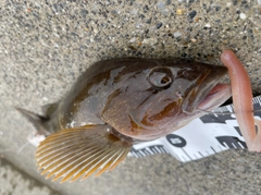 アイナメの釣果