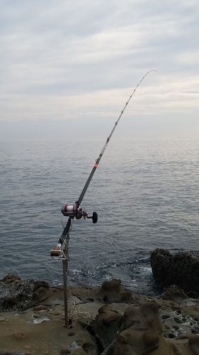 イシガキダイの釣果