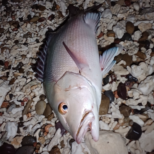 ゴマモンガラの釣果