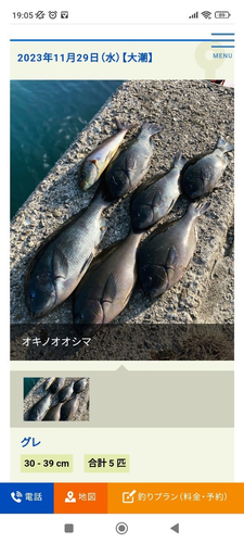 メジナの釣果