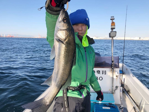 フッコ（マルスズキ）の釣果