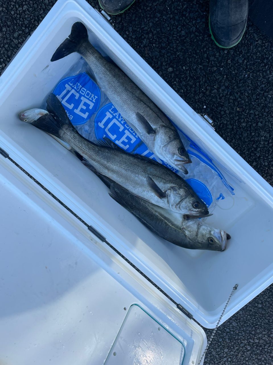 ラビショさんの釣果 3枚目の画像