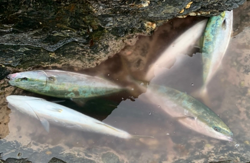 ヤズの釣果