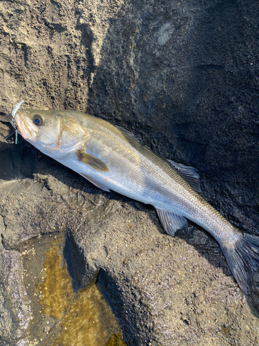 スズキの釣果