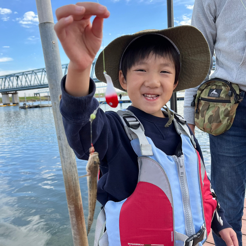 マハゼの釣果