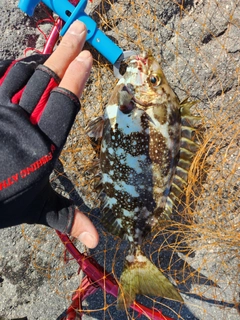 アイゴの釣果