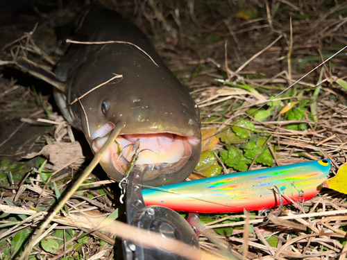 ナマズの釣果