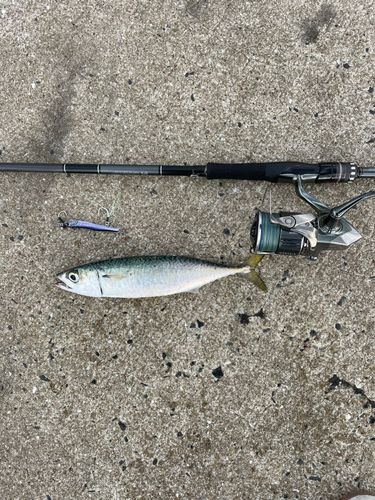 サバの釣果