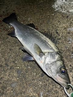 ヒラスズキの釣果