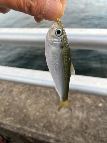 サッパの釣果