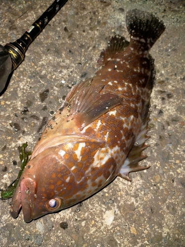 アコウの釣果