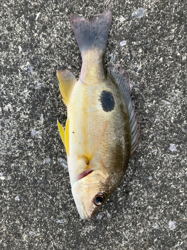 クロホシフエダイの釣果