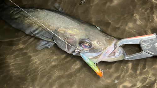 ヒラスズキの釣果