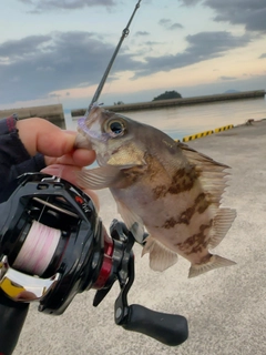 メバルの釣果