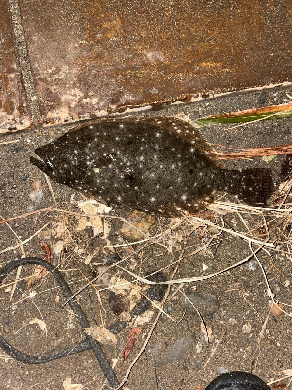 ヒラメ