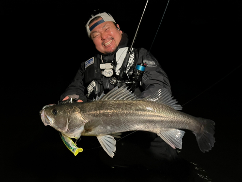 ヒラスズキの釣果