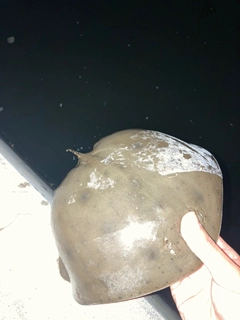 ツバクロエイの釣果