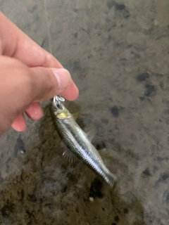 カワムツの釣果