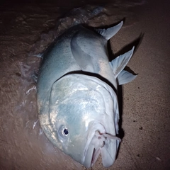 ロウニンアジの釣果