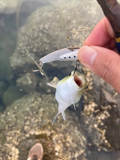 クサフグの釣果