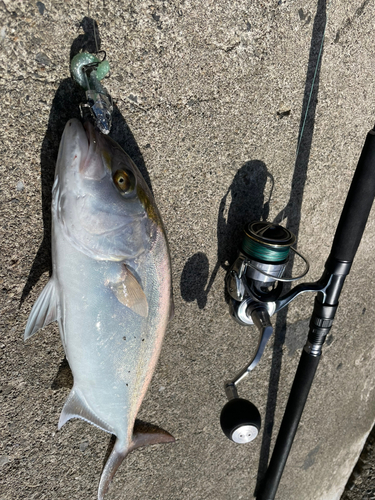 カンパチの釣果