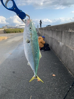 ハマチの釣果