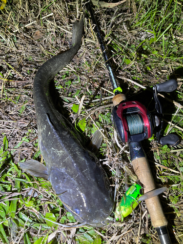 ナマズの釣果