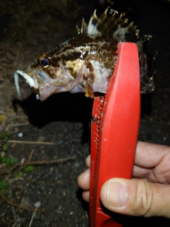 タケノコメバルの釣果