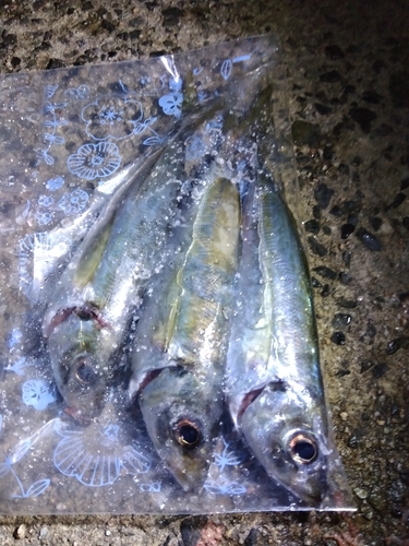 アジの釣果