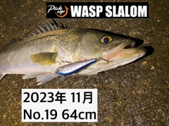 シーバスの釣果