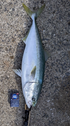 ブリの釣果