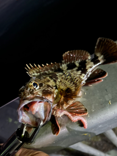 カサゴの釣果