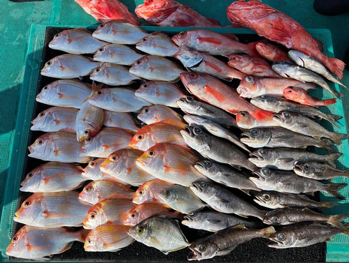 アカムツの釣果