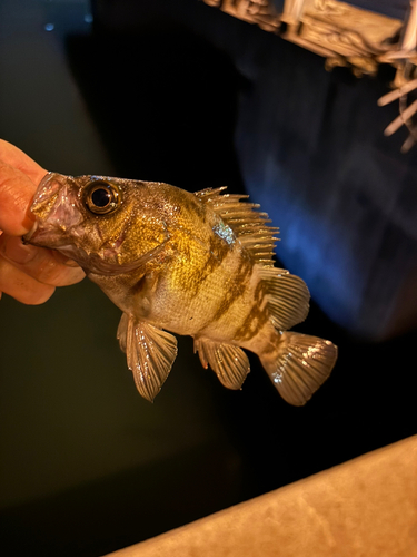 メバルの釣果