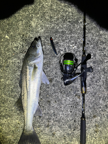 シーバスの釣果