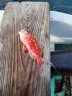 サクラダイの釣果