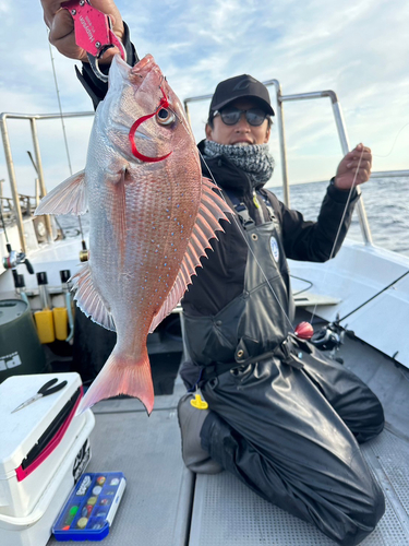 マダイの釣果