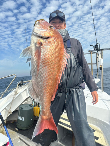 マダイの釣果