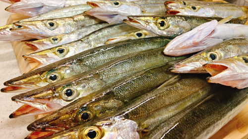 カマスの釣果