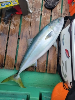 ハマチの釣果