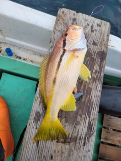 ヨコスジフエダイの釣果