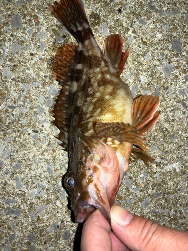 カサゴの釣果