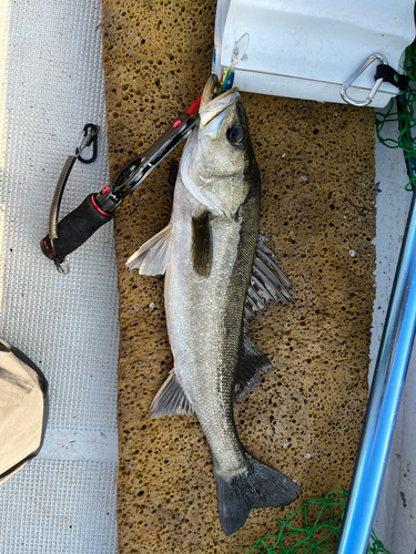 シーバスの釣果