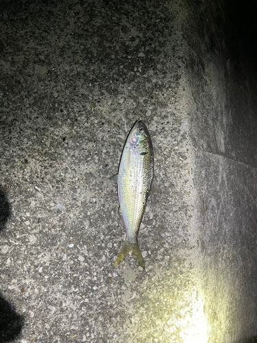 コノシロの釣果