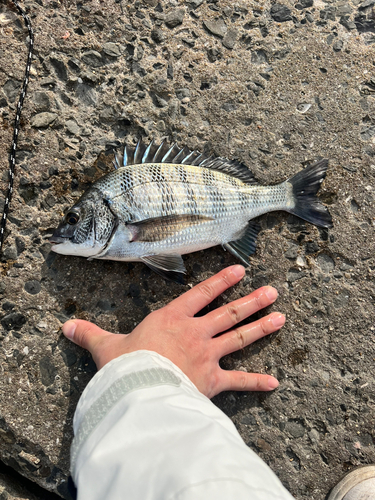 メイタの釣果