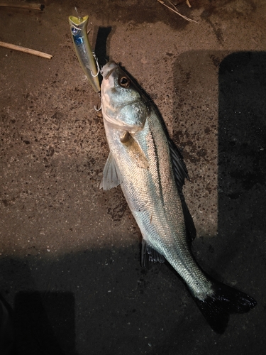 シーバスの釣果