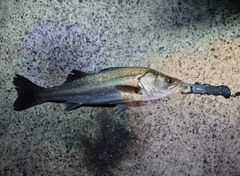 セイゴ（マルスズキ）の釣果