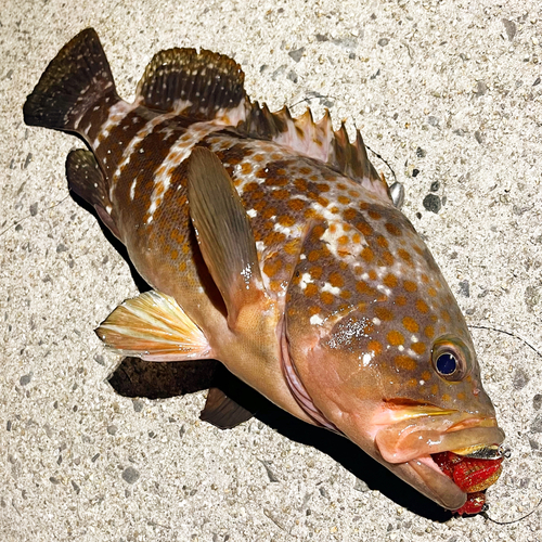 アコウの釣果