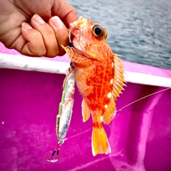 アヤメカサゴの釣果