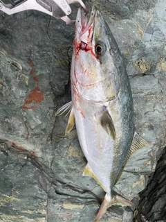 ヤズの釣果